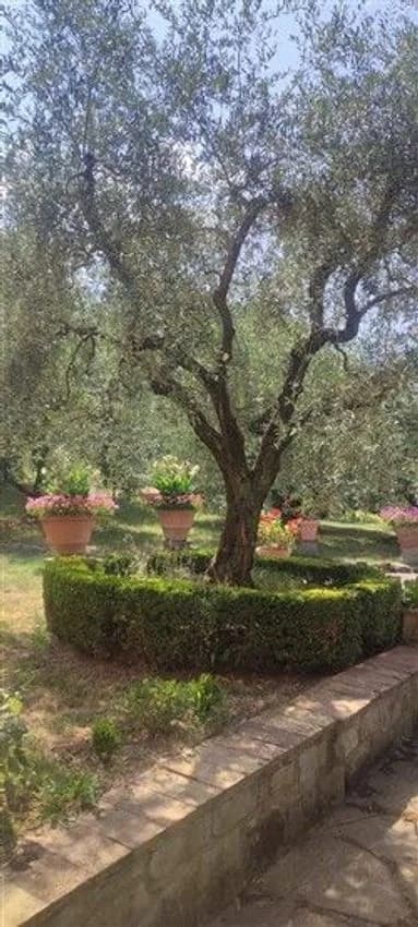 Semi-detached house for rent in Via Benedetto Fortini Nn